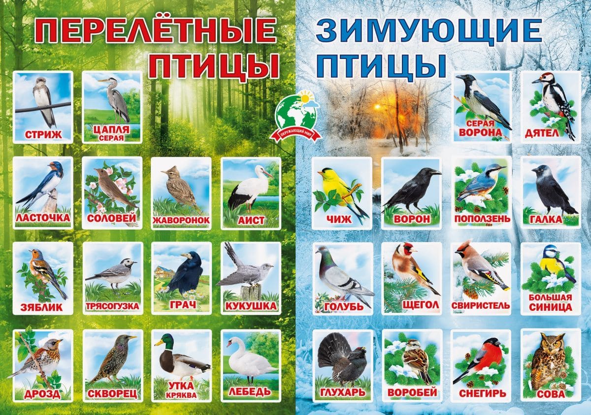 Плакат 'Перелетные и зимующие птицы', 071.088